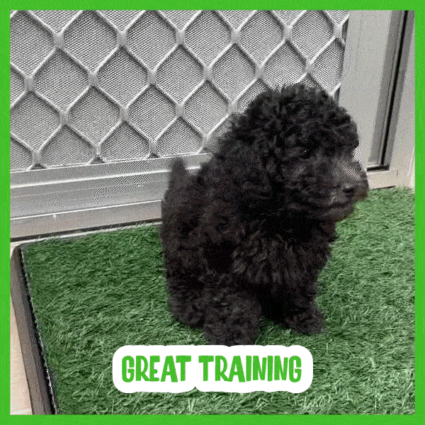 Travnatá podložka pro psy - Doggo